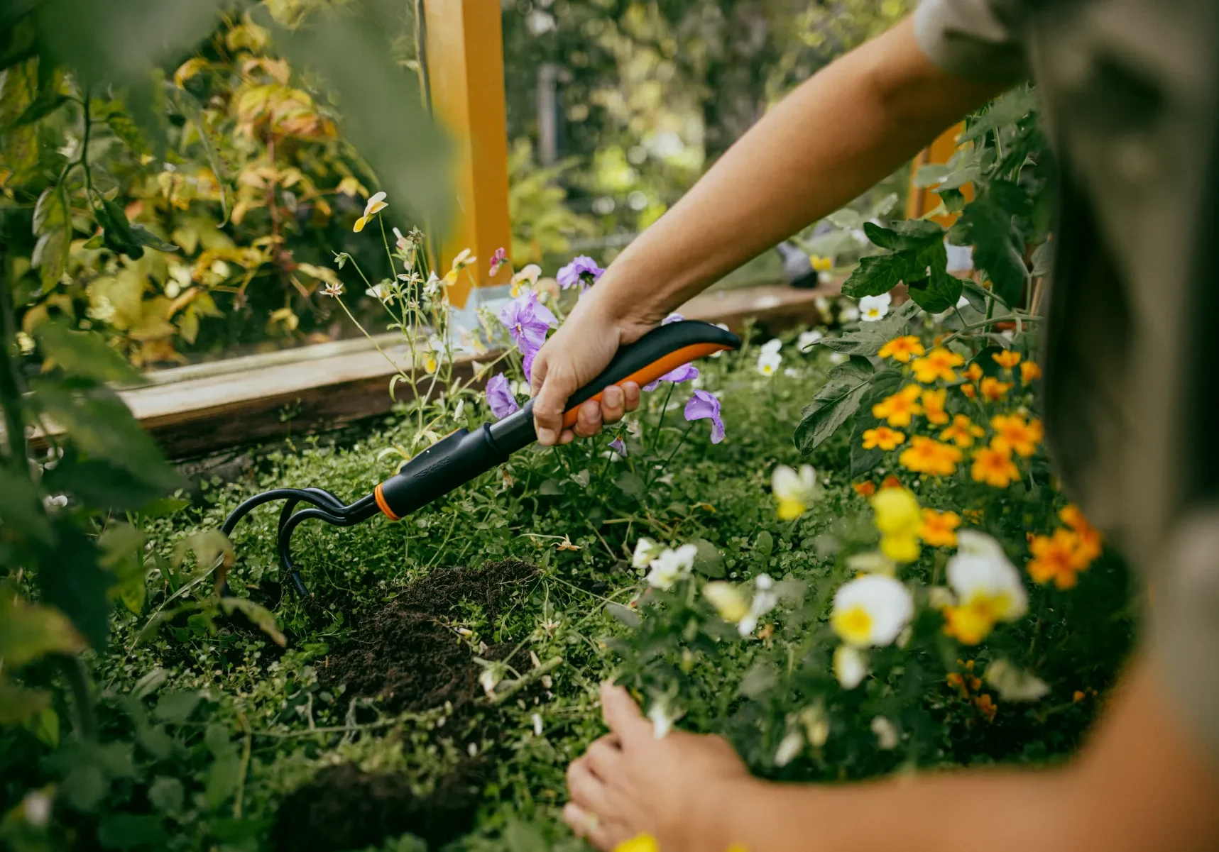 Händer som rensar ogräs i en blomsterrabatt med en Fiskars OneClick grubber med svart och orange handtag.